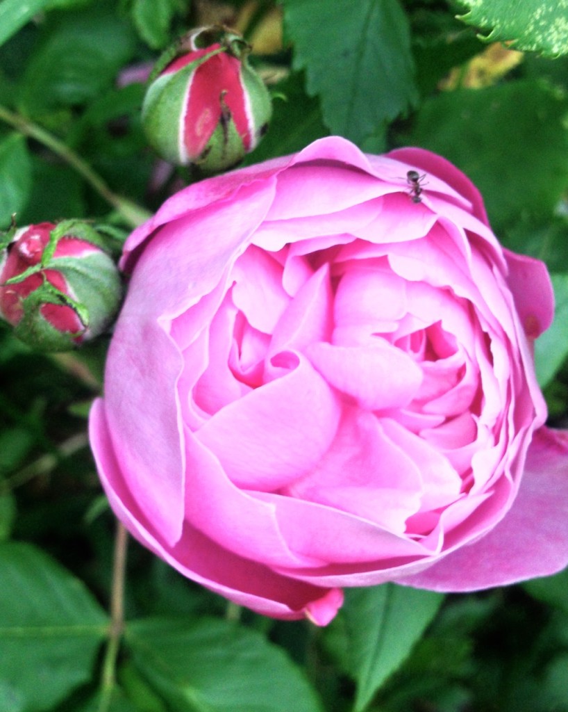 Summer's Perfume - Roses in 2013